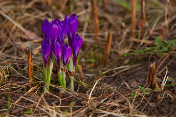 beautiful spring crocus flower on background image