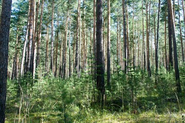 Fototapeta na wymiar forest