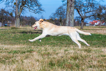 Hund rennt