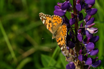 Obraz premium Butterfly painted lady sitting on the flower of the summer field. 