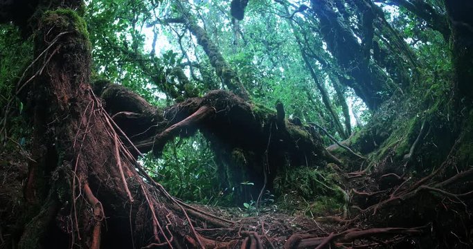 Big old trees with large twisted roots and dark crooked trunks grow in forest wilderness with moist humid climate there wet moss covers land surface and foggy haze creates unique atmosphere