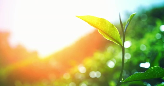 Bright summer sun shines on tea leaf branch on indian plantation organic field. Blur bokeh defocused background of agriculture crops on green vibrant hills