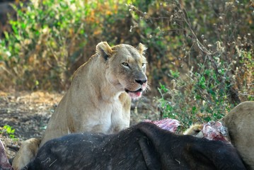 Lions eating a prey, Ngorongoro Crater, Tanzania
