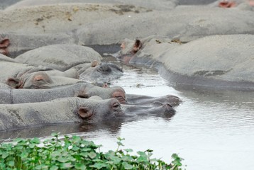 Hippos in the water, Ngorongoro Crater, Tanzania