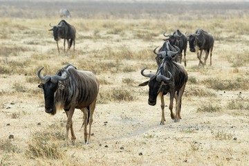 Wildebeests, Ngorongoro Crater, Tanzania