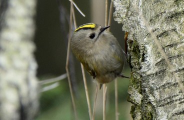 Wintergoldhähnchen