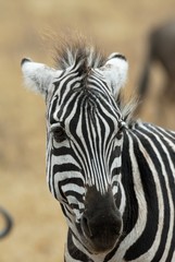 Fototapeta na wymiar Single zebra, Ngorongoro Crater, Tanzania