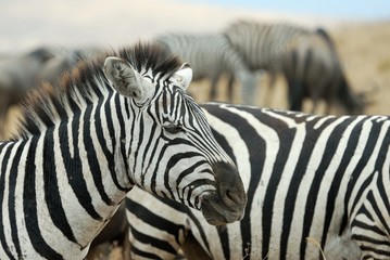 Fototapeta na wymiar Couple of zebras, Ngorongoro Crater, Tanzania