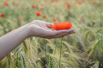 Woman holds red poppy in hands in the field in summer. Wheat field at the background