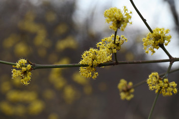 Sprig of flowering dogwood in early spring