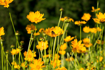 Flowers Heliopsis