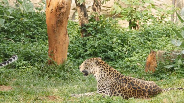 4k of leopard fighting in the jungle