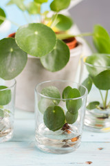 Pilea peperomioides, money plant with baby plants. Home interior. 