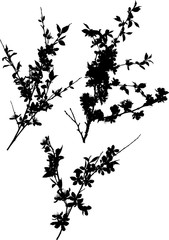 sakura three black spring blossoming branch silhouettes