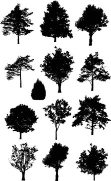 thirteen isolated on white trees silhouettes