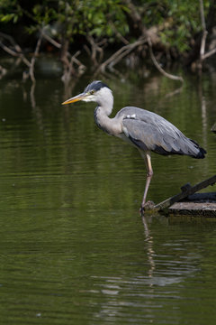 Grey Heron on Sherfield Pond