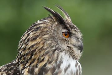 Eagle Owl