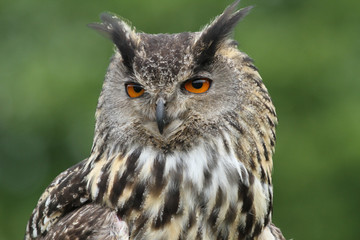 Eagle Owl