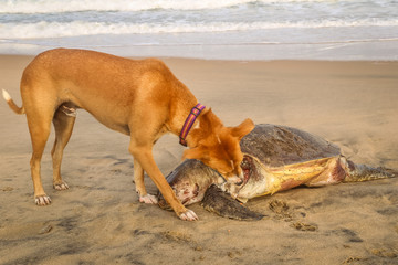 Hungry dog eating a dead sea turtle on the beach. Mahabalipuram, Tamil Nadu, India