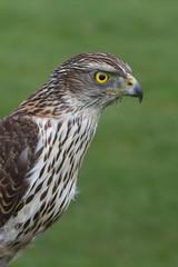 Sparrowhawk