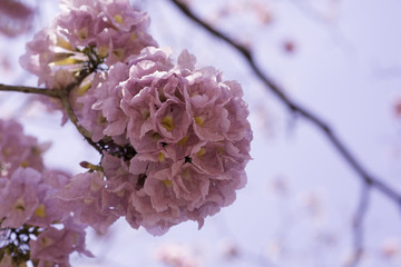 Wild Himalayan cherry