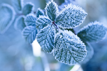 Frozen leafs, closeup. Winter Background