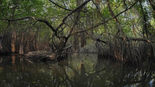 Virgin mangrove forest in Sri Lanka with exotic vegetation on river banks. Thick dense thicket of trees and roots in flooded swamp area. Foliage of canopy reflecting in river water surface