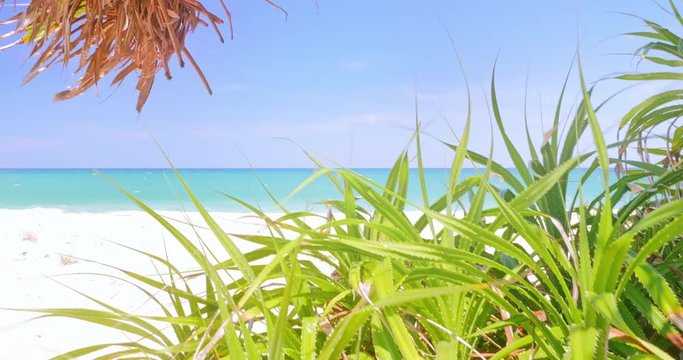 Vivid green leaves of tropical vegetation plants on sea coast sandy beach