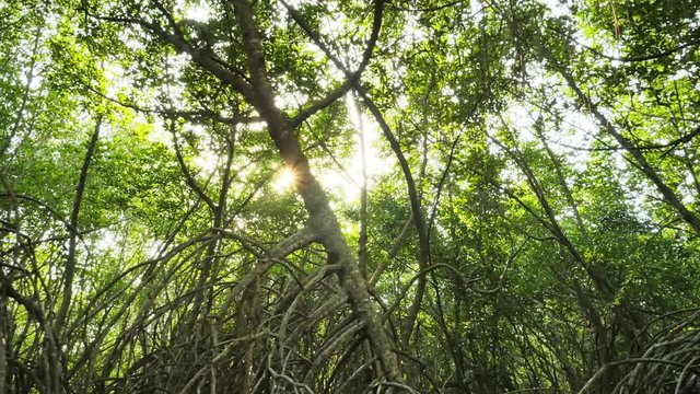 Mangrove forest sanctuary for wildlife and jungle ecosystem in coastal Sri Lanka. Beautiful nature environment video background with bright sun shining into camera