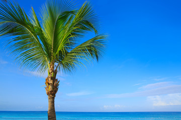 Beautiful palm tree and caribbean sea.
