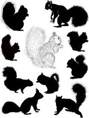 ten squirrels isolated on white