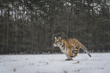 Fototapeta premium Young Siberian tiger hunting in snow