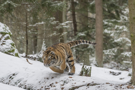 Young Siberian tiger hunting in forest in snow