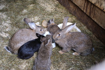 Hare and rabbit in the barn with hay sitting in the circle