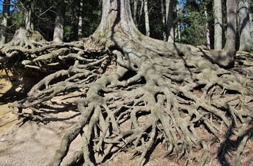 oberirdische, weitgreifende Baumwurzel