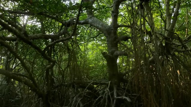 Beautiful mangrove forest reserve. Conservation and protection of natural biological divirsity in national parks of Sri Lanka. Wild nature background