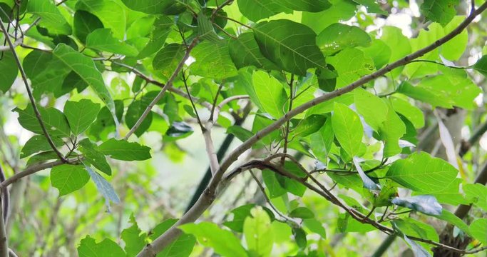Playful asian monkey climbs and jumps from tree branch moving through forest in wild nature of Indonesian jungle