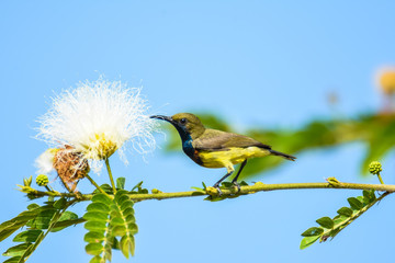 Olive-backed sunbird