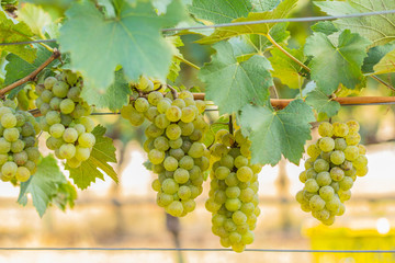 Fototapeta premium grape harvest
