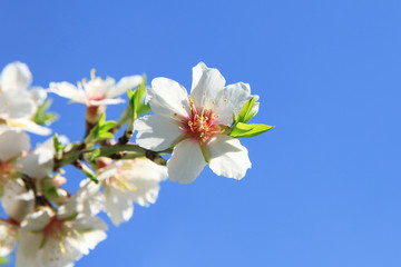 Gentle almond flower. Spring sky.