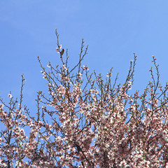 Bird on the blossoming tree. Spring.
