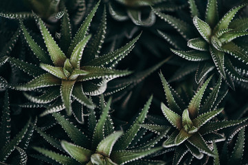 Naklejka na ściany i meble Haworthia fasciata. Succulents close-up. Cactus.