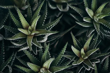 Fotobehang Haworthia fasciata. Vetplanten close-up. Cactus. © Daniil