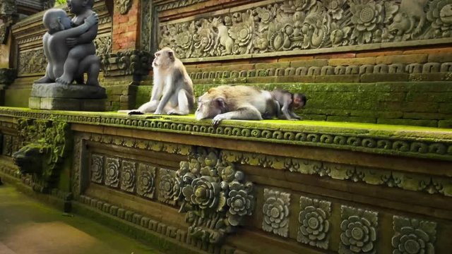 Family of apes in sacred Monkey Forest Temple in Ubud, Bali, Indonesia