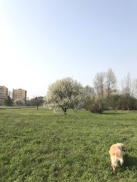 Parco