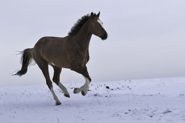 Obraz na płótnie Canvas Pferd läuft im Schnee