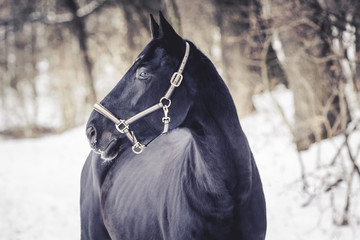 Pferd im Winter