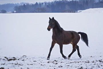 Pferd läuft im Schnee