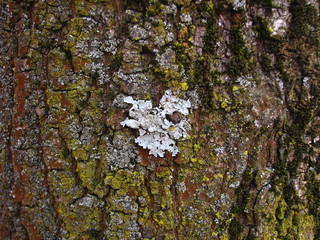 cyan lichen and green moss on willow tree bark