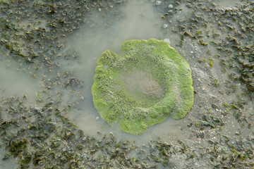 Green Haddon's carpet Anemone on sea-grass bed